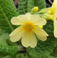 Primula elatior pallasii